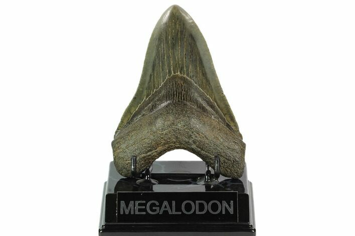 Serrated, Fossil Megalodon Tooth - South Carolina #124201